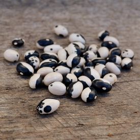 Calypso, Bean Seeds